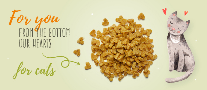 A little treat for cats