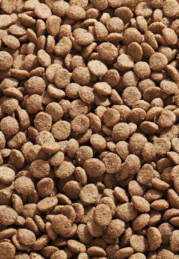  Cat Indoor  Picture 2