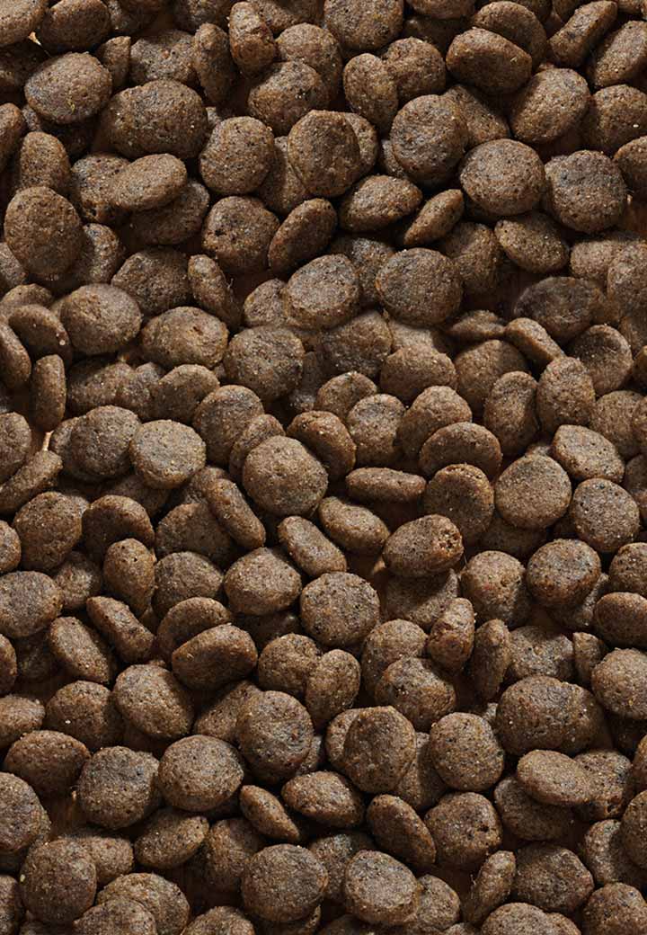 Cat Allergy Deer Picture 2