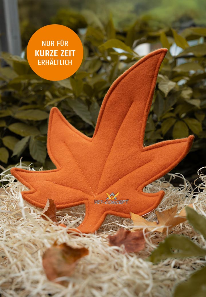 Autumn leaf orange