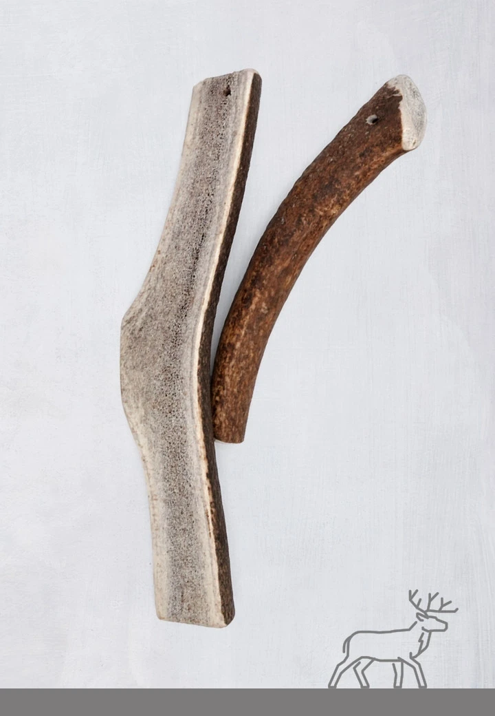 Deer antlers, 1 pc.