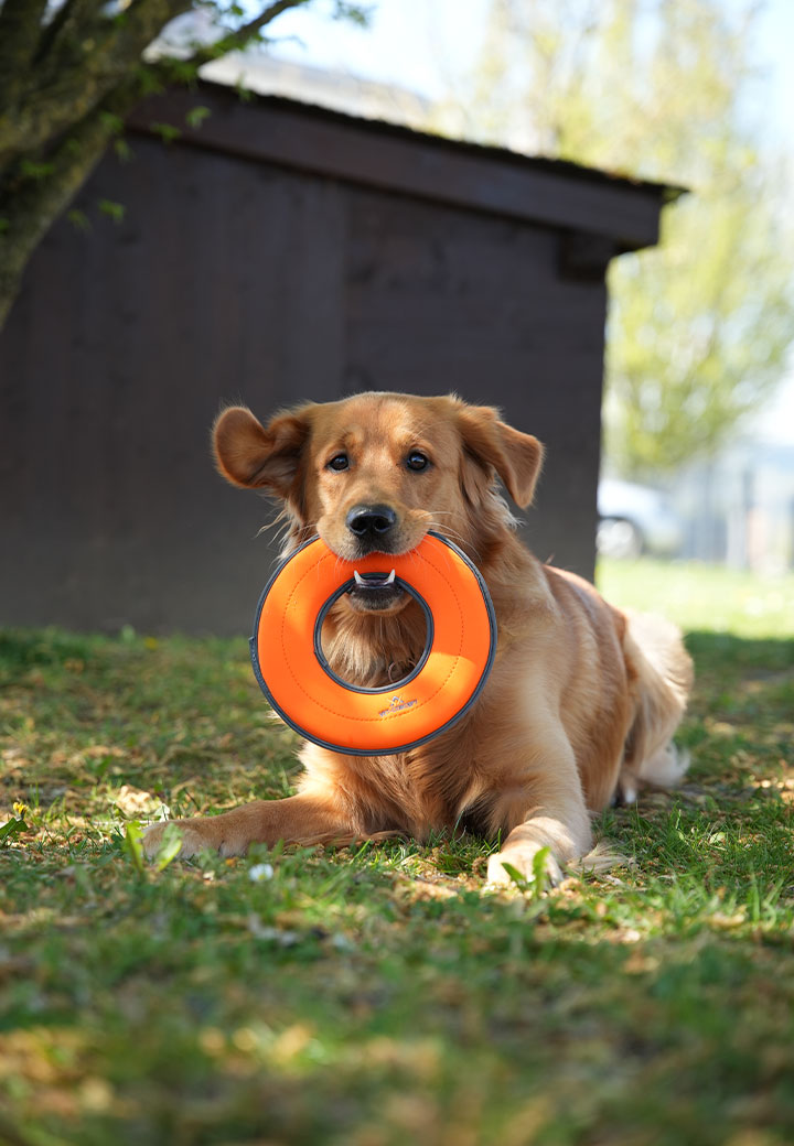 Dog Toy Frisbee