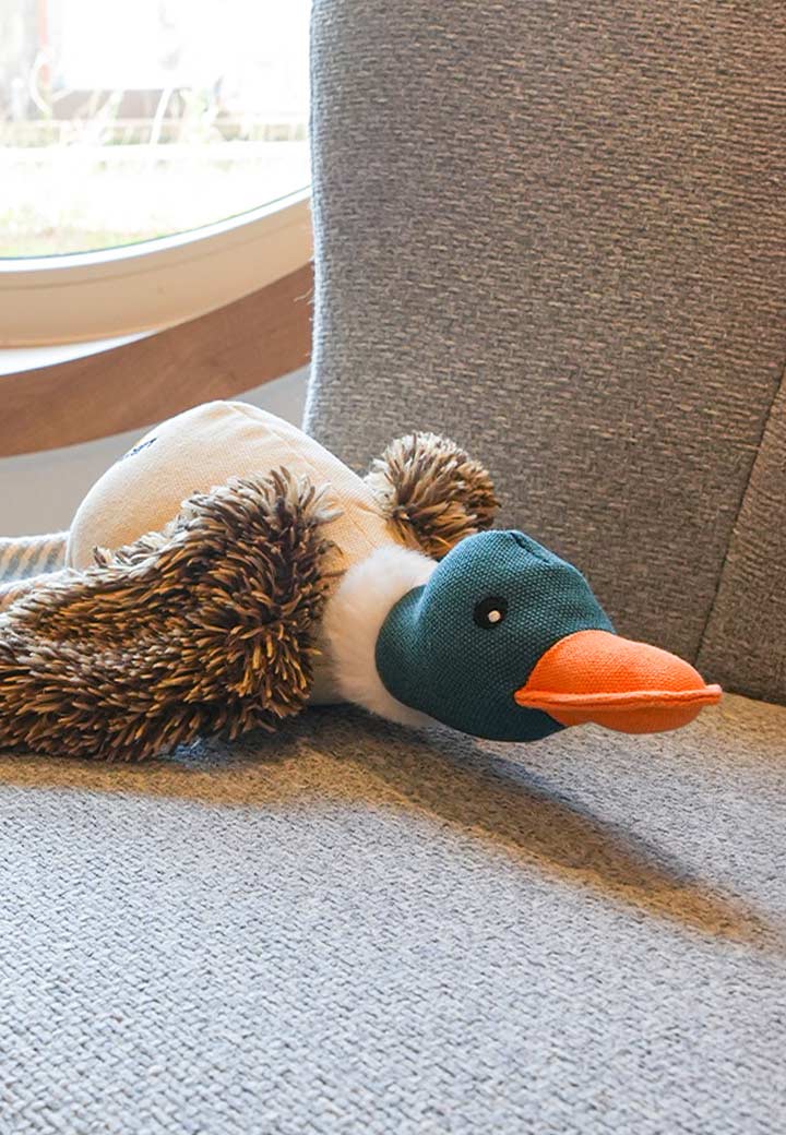 Duck Eddy