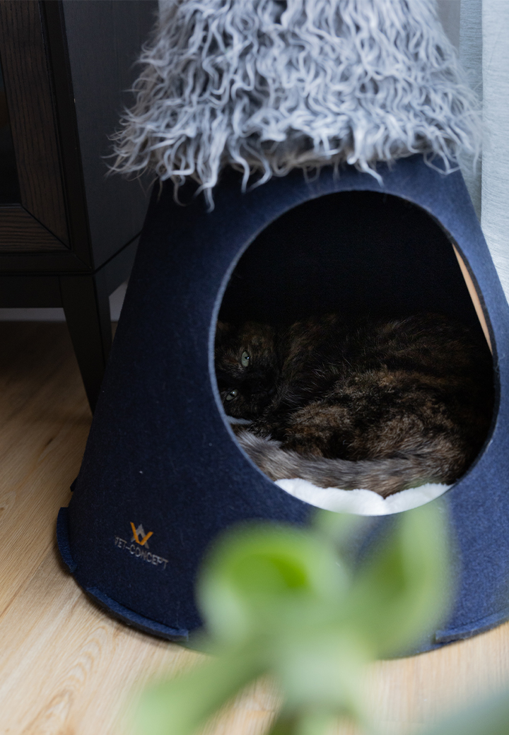 Cat Tepee Picture 5