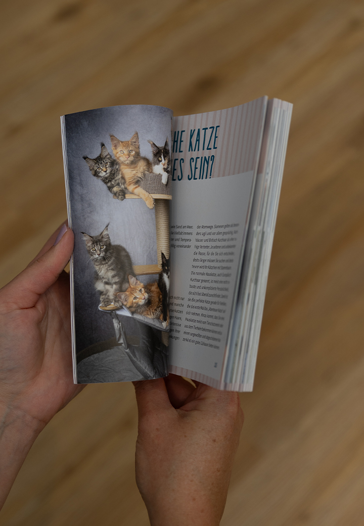 Book - Ein Katzenkind kommt ins Haus Picture 3