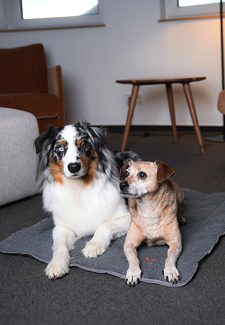 Vet-Concept Dog Travel Blanket Picture 5