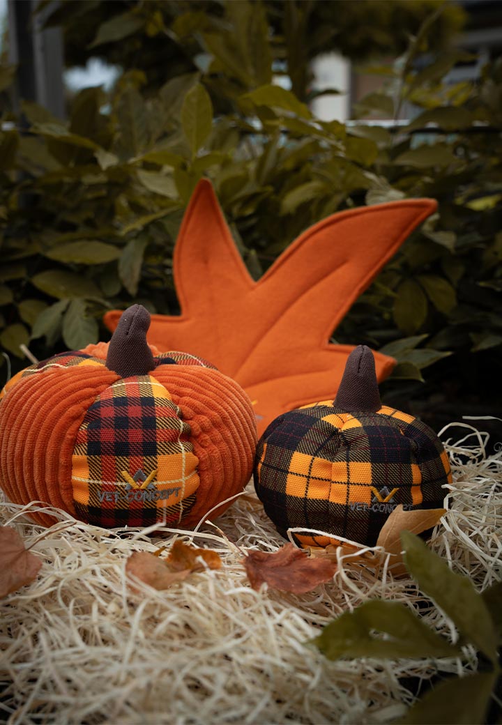 Small pumpkin Picture 4