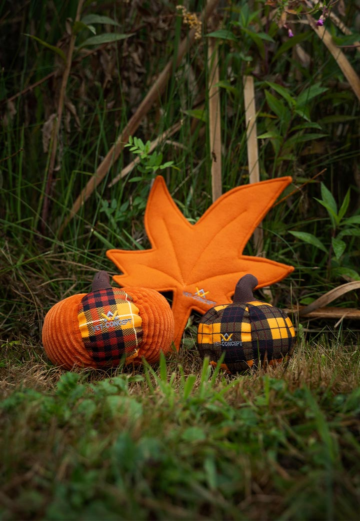 Small pumpkin Picture 5