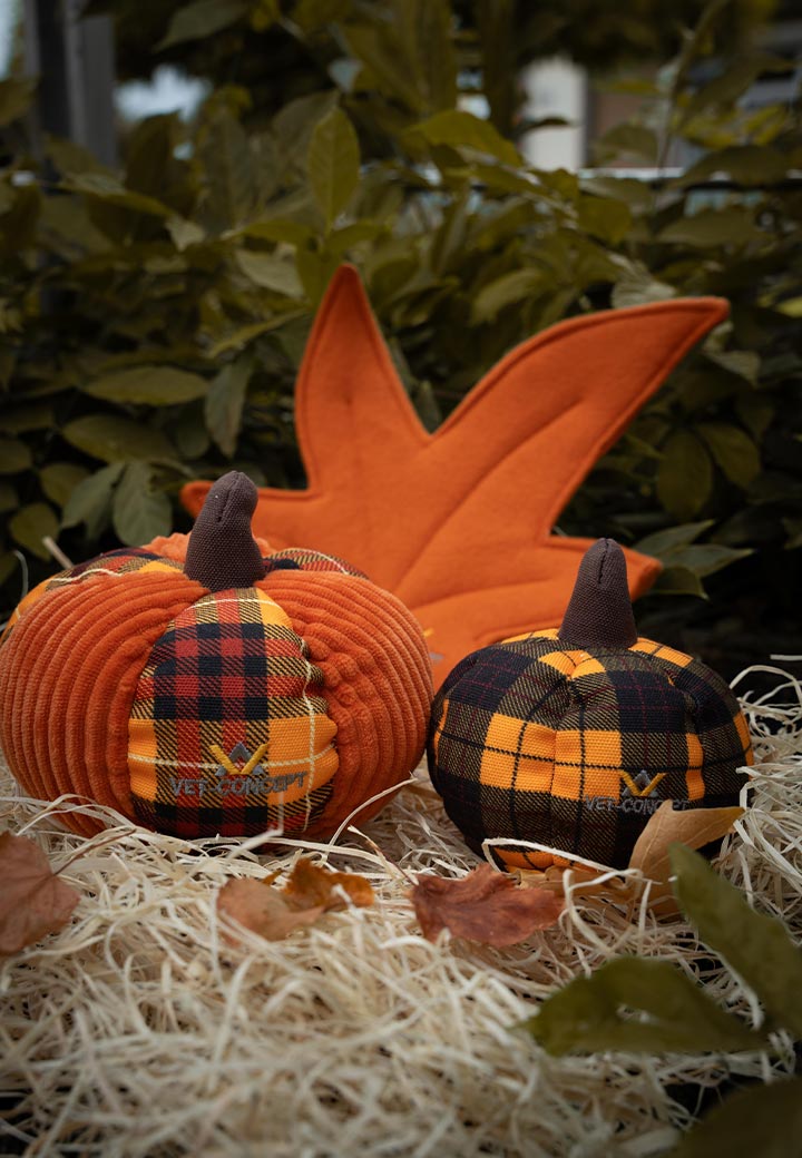 Large pumpkin Picture 3