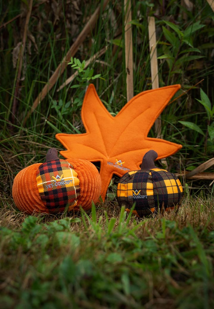 Large pumpkin Picture 5