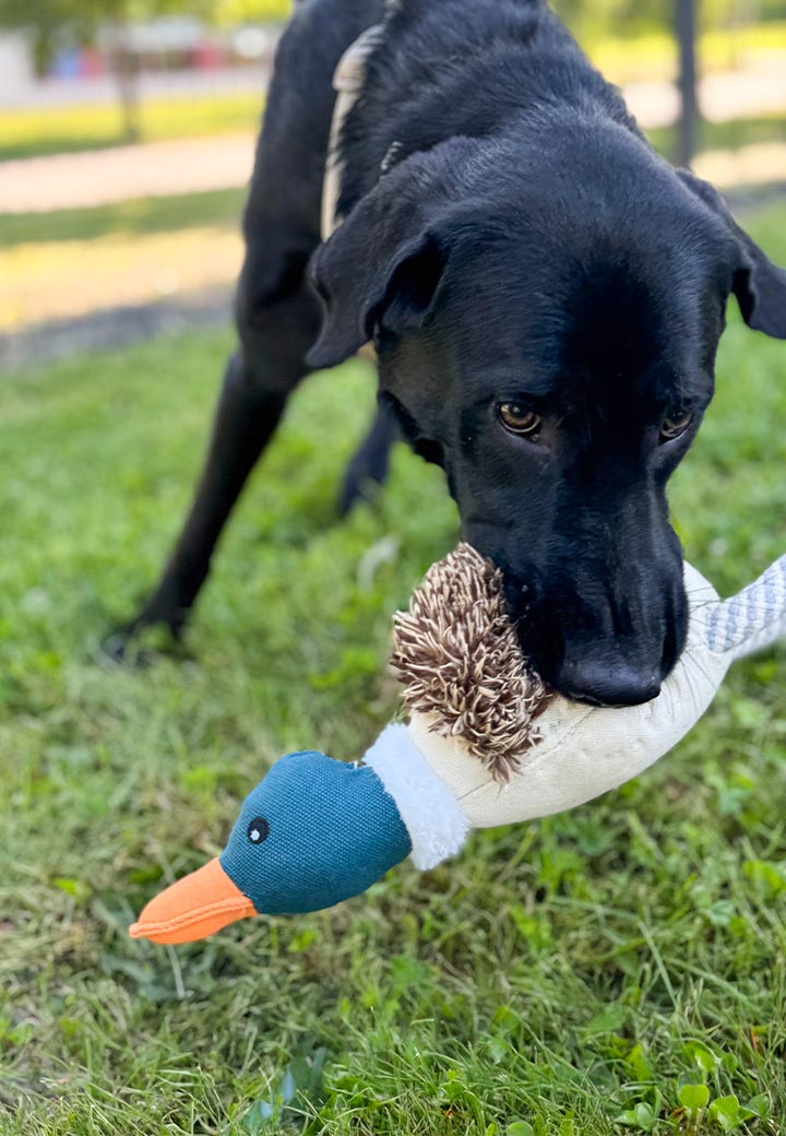 Duck Eddy Picture 5