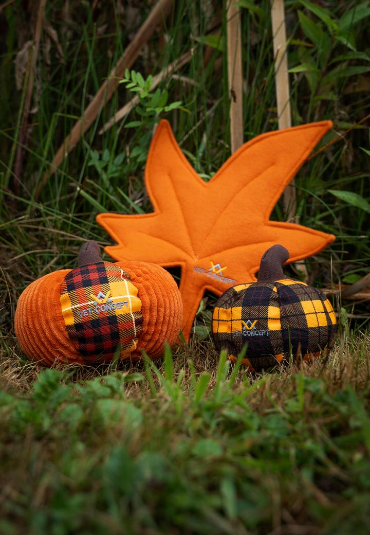 Autumn leaf orange Picture 3