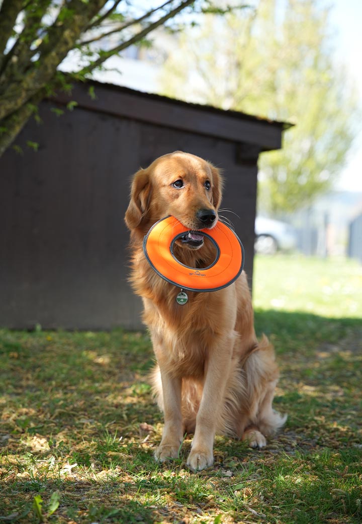 Dog Toy Frisbee Picture 2