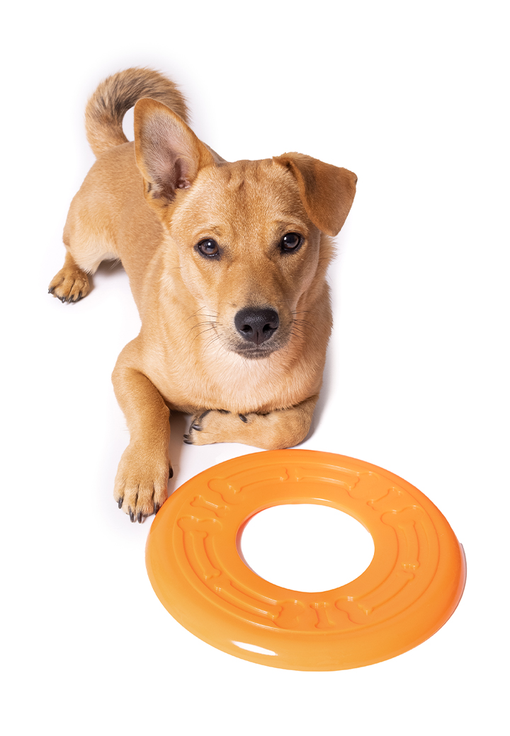 Dog Toy Frisbee Picture 2