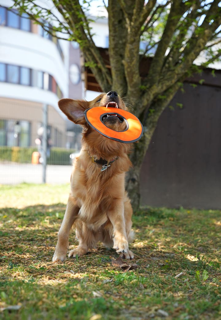 Dog Toy Frisbee Picture 3
