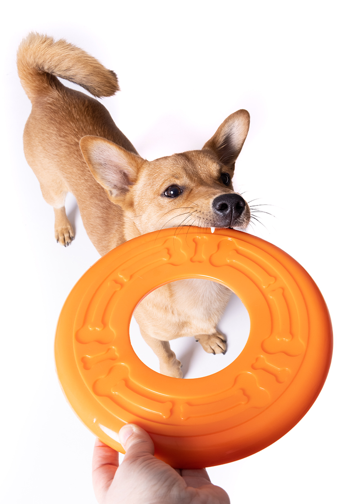 Dog Toy Frisbee Picture 3