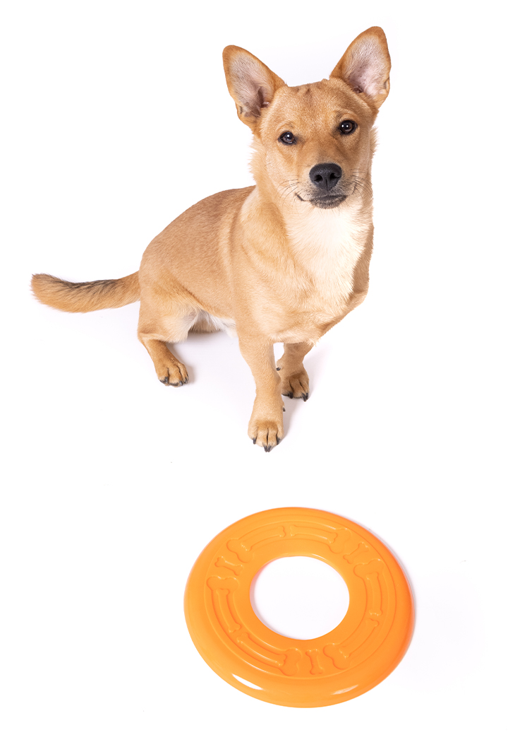Dog Toy Frisbee Picture 4
