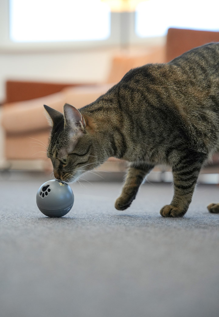 Snack Ball for cats Picture 3