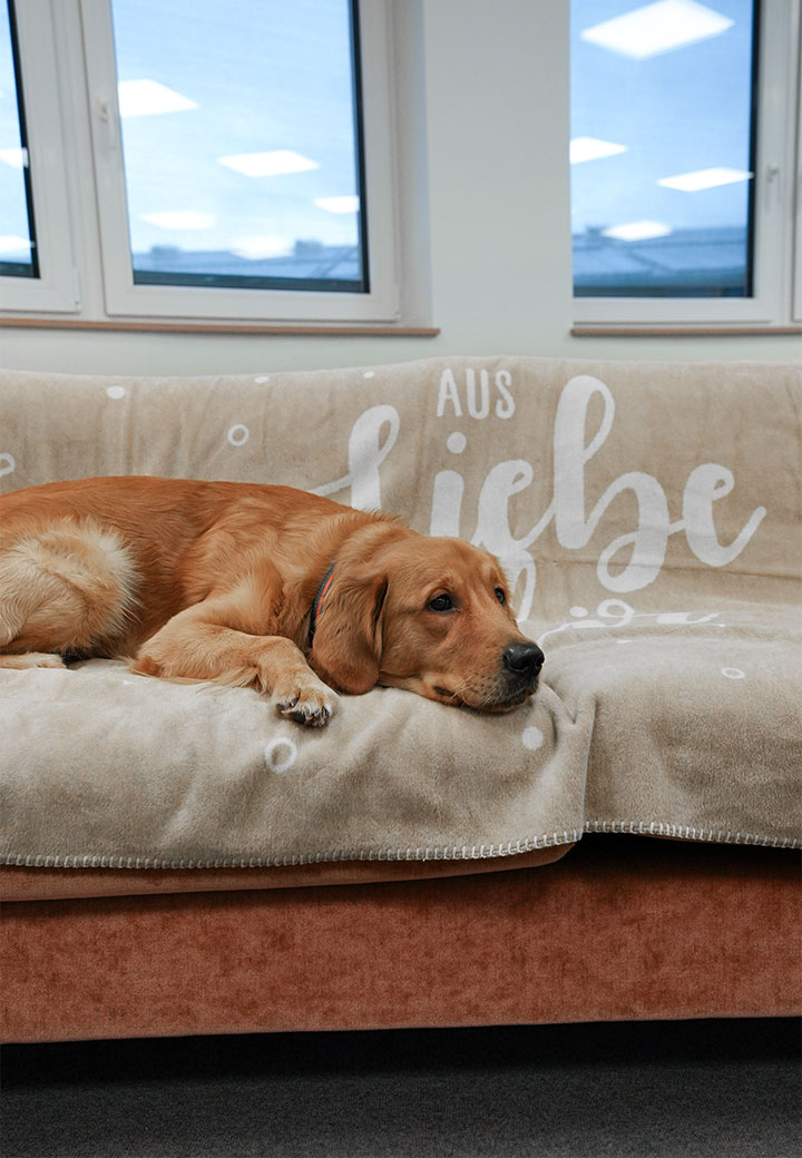 Cozy Blanket Picture 3