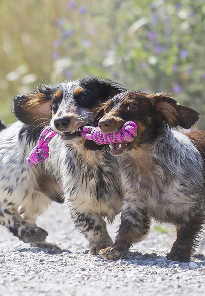 Dog Toy Original Gamey Picture 3