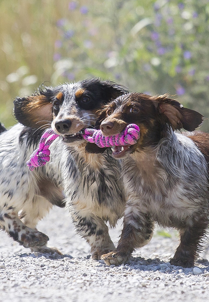 Dog Toy Original Gamey Picture 3