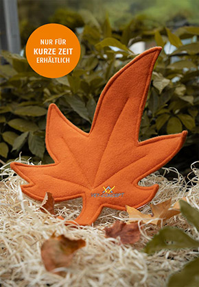 Autumn leaf orange